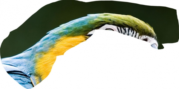 Creation of Parrot monster: Step 4